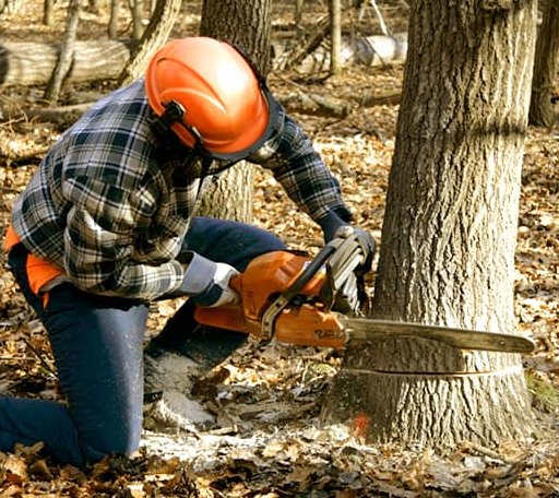 Tree Removal in Stevensville, VA